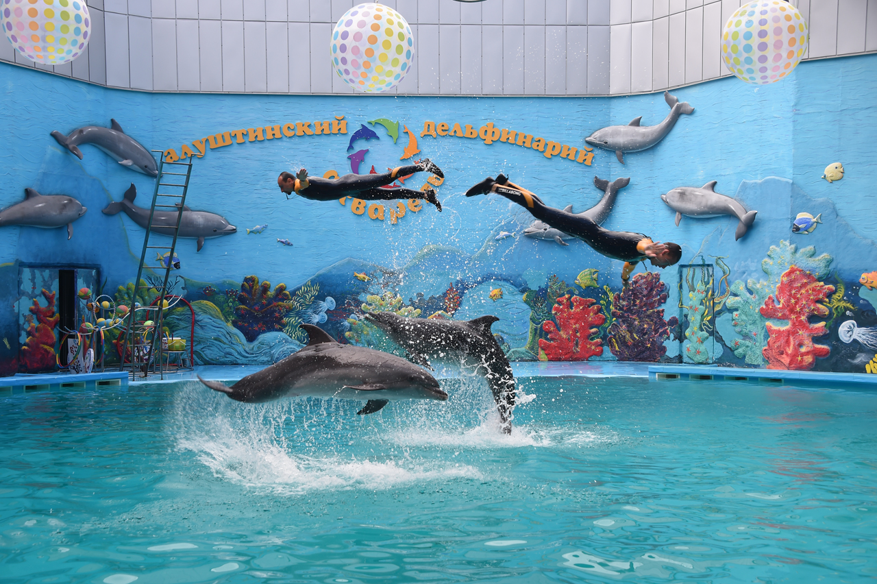 Отдых с детьми Алушта – дельфинарий Акварель 