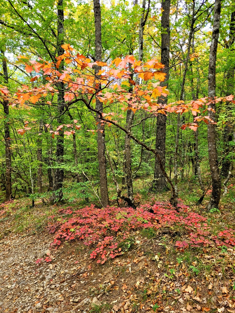 отдых в алуште - демерджи фото
