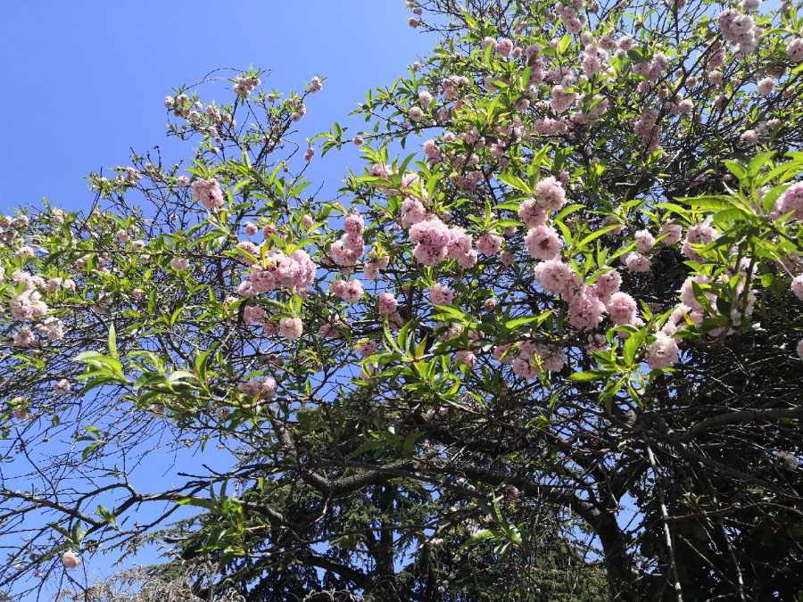 гостиницы алушты забронировать весной фото